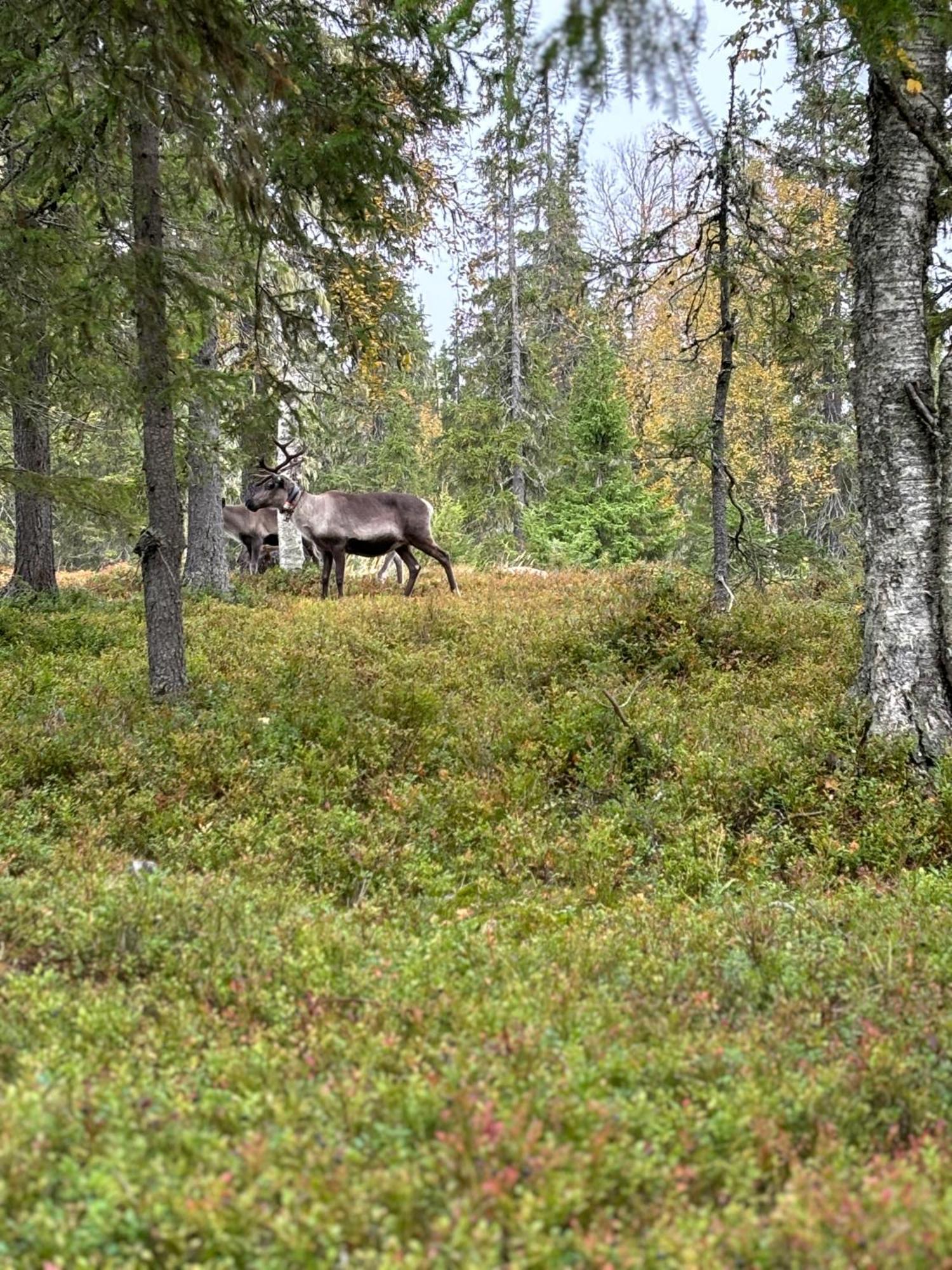 Keloporo - Rukan Moekit Eksteriør billede